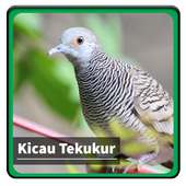 Kicau Suara Burung Tekukur on 9Apps