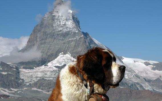 Saint Bernard Live Wallpaper screenshot 4
