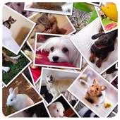 Collage & Stiker Photo 1.0.8