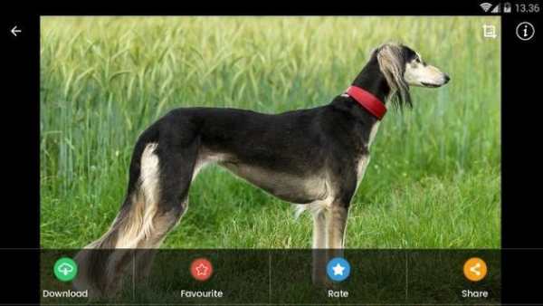 Saluki Dog Wallpaper screenshot 12