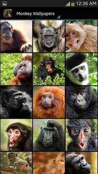 Monkey Wallpapers screenshot 1