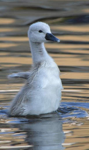 Swan Live Wallpaper : 7fon & LWP screenshot 1