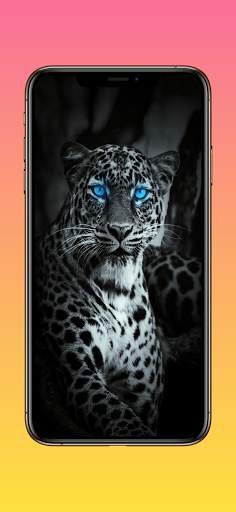 Lion Wallpapers, Cheetah Wallpapers & Panther Wall screenshot 2