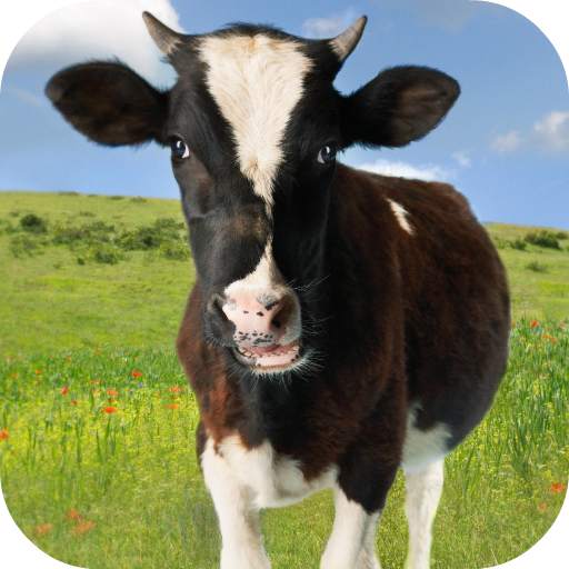 Cow Sounds 2.0