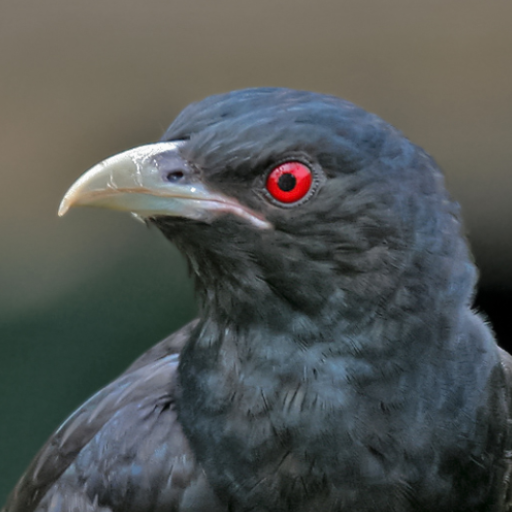 Asian koel bird Ringtones icon