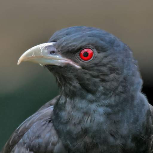 Asian koel bird Ringtones 1.0.4