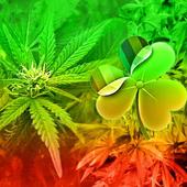 GO Launcher EX Theme Rasta icon