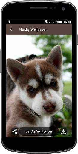 Husky Wallpaper screenshot 3