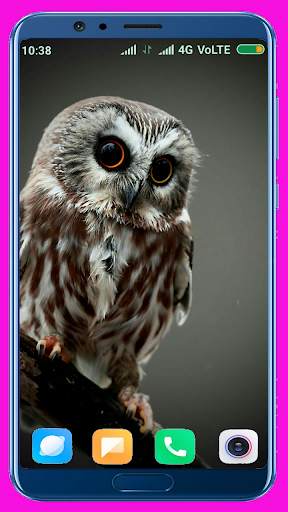 Owl Wallpaper screenshot 16