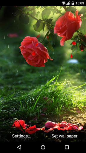 Red Rose Flower Live Wallpaper स्क्रीनशॉट 1