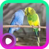 Suara Burung Parkit 2.0
