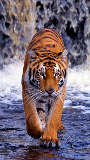 Tiger Wallpapers 4K screenshot 4