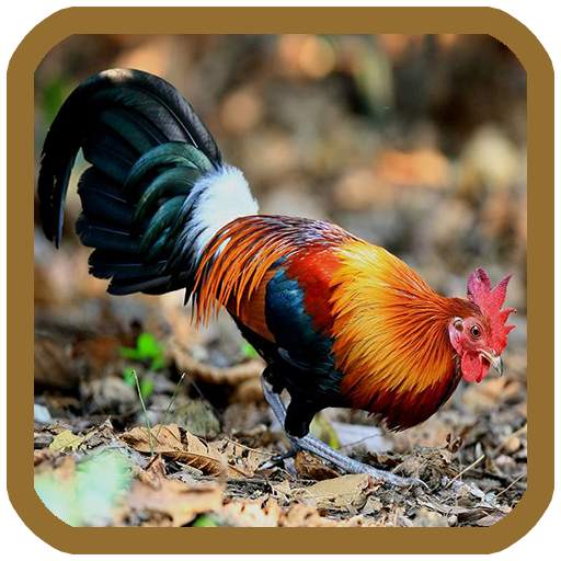 เสียงไก่ป่าต่อ ไก่ป่าขัน 1.0.1