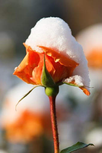 Stylish Flower Images screenshot 3