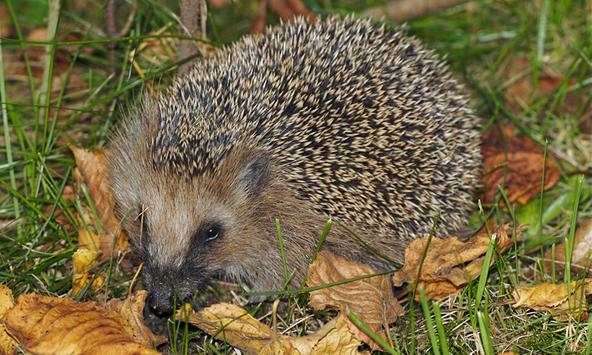 Hedgehog wallpapers screenshot 1