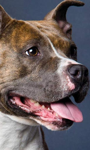 American Staffordshire Terrier screenshot 2