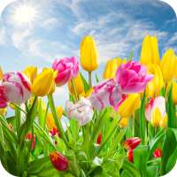 Tulips Flower HD Wallpaper