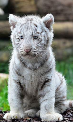 White Tiger Live Wallpaper (Backgrounds) 1 تصوير الشاشة