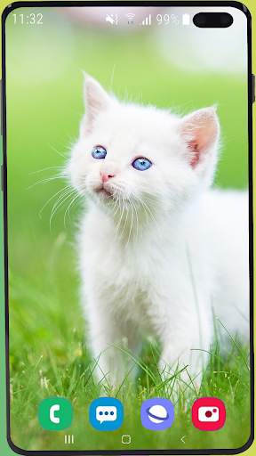 Cute Kitten  Wallpaper HD screenshot 2