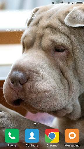 Shar Pei Wallpapers screenshot 5