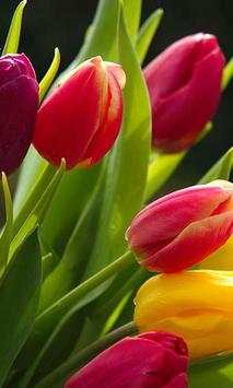 Tulips wallpapers screenshot 2