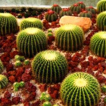 Cactus Live Wallpaper screenshot 3