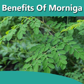 Health Benefits Of Moringa icon