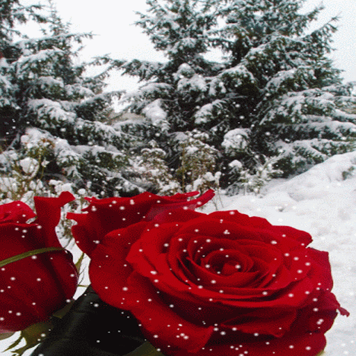 Winter Rose Live Wallpaper icon