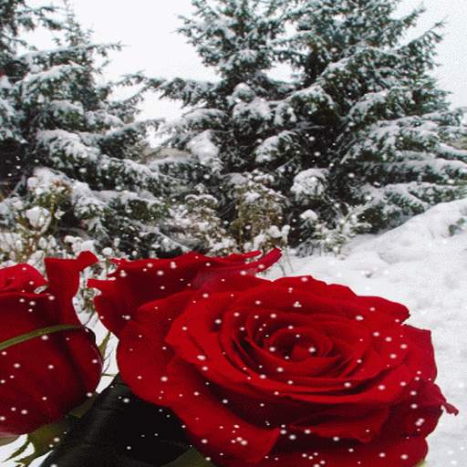 Winter Rose Live Wallpaper 3