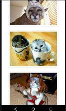 Funny Cats Pictures screenshot 3
