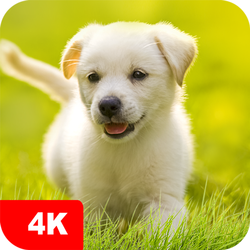 Puppy Wallpapers 4K आइकन