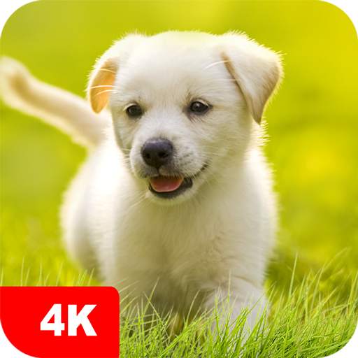 Puppy Wallpapers 4K 5.7.7