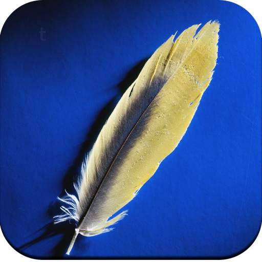 Feather wallpaper 1.02