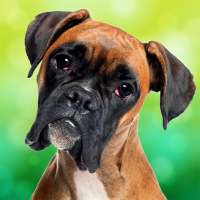 Simulator Anjing Boxer icon