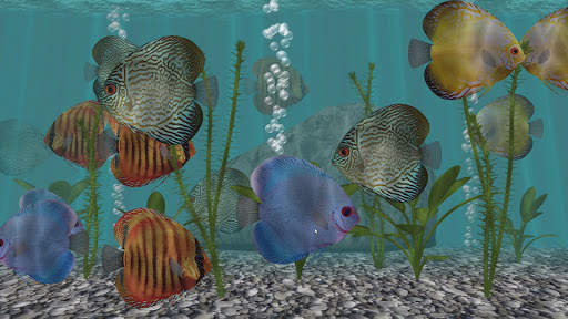 Discus Fish Aquarium TV Live screenshot 2