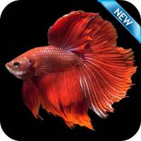 Betta Fish Wallpaper HD Free on 9Apps