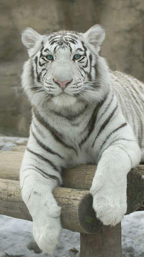 White Tiger Wallpapers 5 تصوير الشاشة