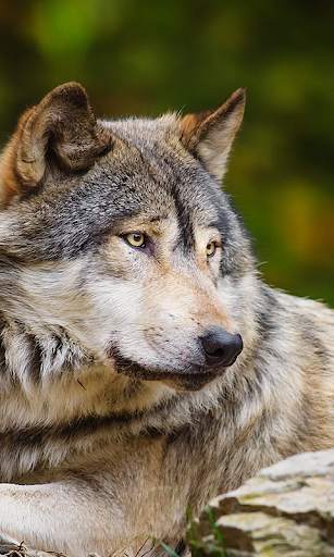 Wolf Live Wallpaper (Wallpapers & Backgrounds) screenshot 2