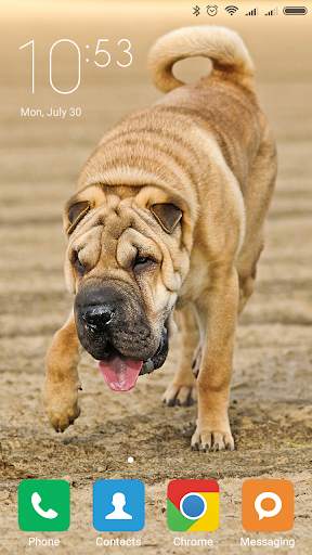 Shar Pei Wallpapers screenshot 1