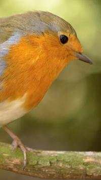 Canary Bird Wallpapers HD screenshot 9
