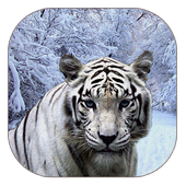 White Tiger Live Wallpaper icon
