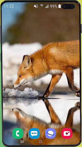 Fox Wallpaper Best HD screenshot 4