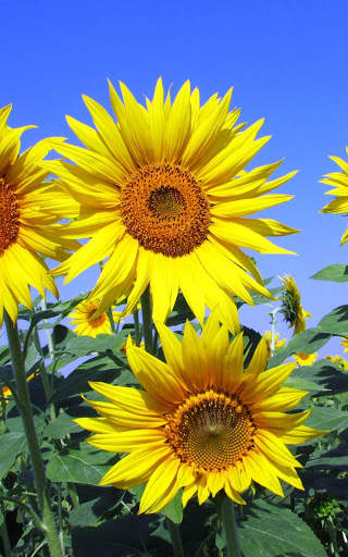 Summer Wallpapers | hd backgrounds screenshot 8