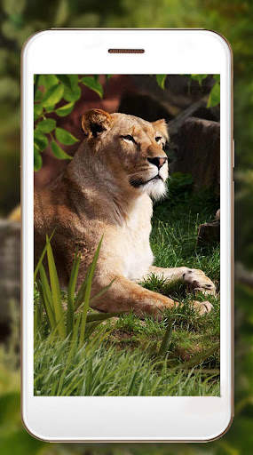 Lion King Jungle screenshot 6