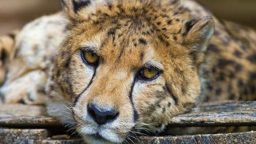 Cheetah Wallpapers : backgrounds hd screenshot 16