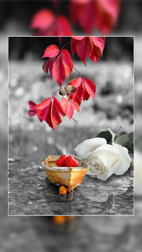 Dp for Whatsapp screenshot 23