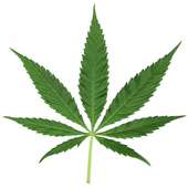 Marijuana´s Game