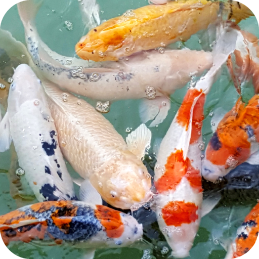 Fish Full HD Wallpaper icon