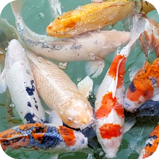 Fish Full HD Wallpaper 1.08