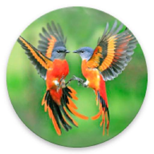 Bird Song / Tiếng Chim 1.0